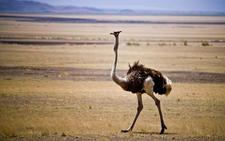 Ostrich in the savanna of Namibia, Africa.の素材