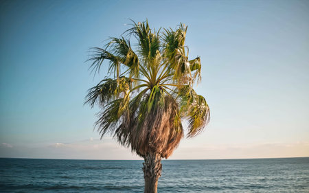 Palm tree in front of the sea in a sunny day.の素材