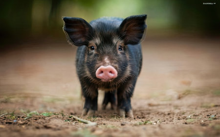 Cute little black pig standing in the mud and looking at the cameraの素材
