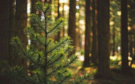Pine tree in the forest. Nature background. Selective focus.の素材