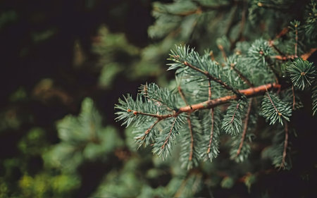 Pine tree branch close-up. Nature background. Selective focus.の素材