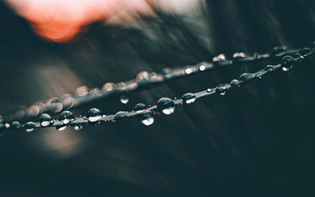 Water droplets on a branch of a tree in the morning.の素材
