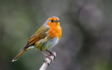 Robin (Erithacus rubecula) perched on a branchの素材