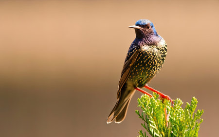 Starling (Sturnus vulgaris) perched on a branchの素材