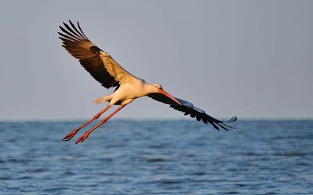 White stork, Ciconia ciconia, single bird in flight, South Africaの素材