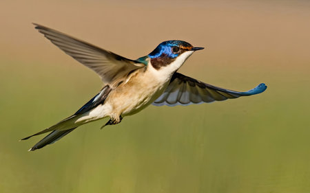 Swallow (Hirundo rustica) in flight over a lakeの素材