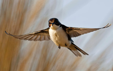 Barn Swallow (Hirundo rustica) in flight.の素材