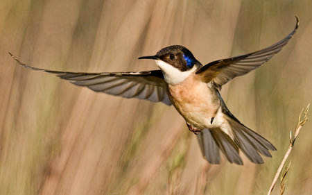 Barn Swallow (Hirundo rustica) in flight.の素材