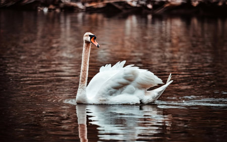 Beautiful white swan swimming on the lake. The mute swan, Cygnus olorの素材