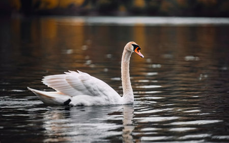 Beautiful white swan swimming on the lake in autumn time.の素材
