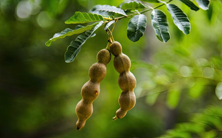 Tamarind fruit on tree in the garden,Thailand.の素材