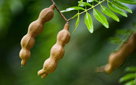 Tamarind fruit on the tree in the garden, Thailand.の素材