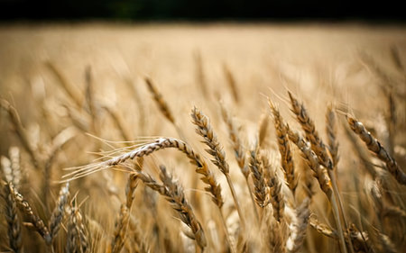 golden ears of wheat on the field, shallow depth of fieldの素材