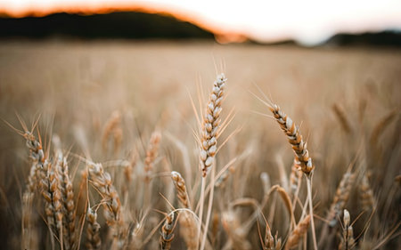 Close up of wheat ears on the field at sunset. Selective focus.の素材