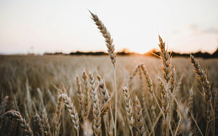 Wheat field at sunset. Beautiful Nature Sunset Landscape. Rural Scenery under Shining Sunlight.の素材