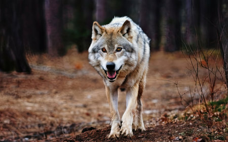 Wolf in the forest. Canis lupus lupusの素材