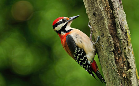 Great spotted woodpecker (Dendrocopos major)の素材