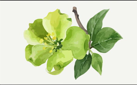 Illustration of a green apple blossom on a white background.のイラスト素材