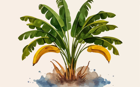 Illustration of banana tree in cartoon style with watercolor splashesのイラスト素材