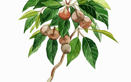 Illustration of macadamia nuts on a branch with leaves.