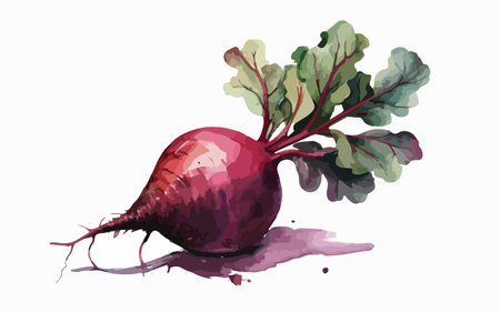 Beetroot with leaves and watercolor stains. Vector illustration.のイラスト素材