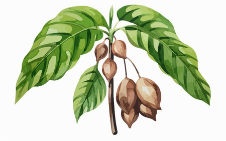 Cocoa beans on a branch with leaves. Vector illustration.のイラスト素材