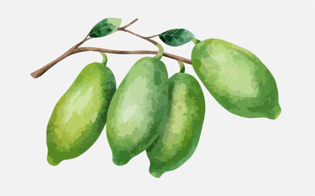 Illustration of guava on a white background. Vector illustration.のイラスト素材
