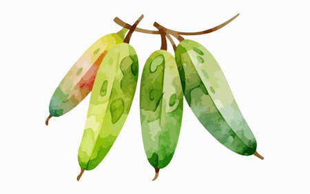 Watercolor vector illustration of two green bananas on a white background.のイラスト素材
