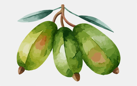 Watercolor illustration of green olives with leaves on white background.のイラスト素材