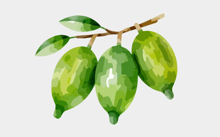 Cocoa fruit vector illustration. Cucumis sativusのイラスト素材