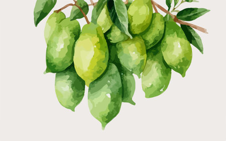 Illustration of fresh green mango fruit on a branch with leaves.のイラスト素材