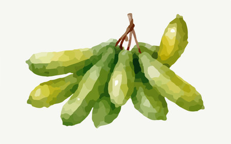 Bitter gourd fruit isolated on white background. Vector illustration.のイラスト素材