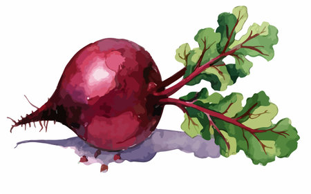 Beetroot with leaves on white background. Vector watercolor illustration.