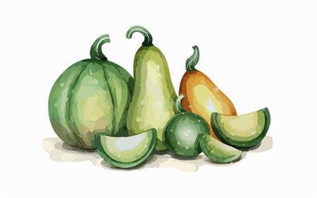 Watercolor hand drawn vector illustration of melon and melon.のイラスト素材