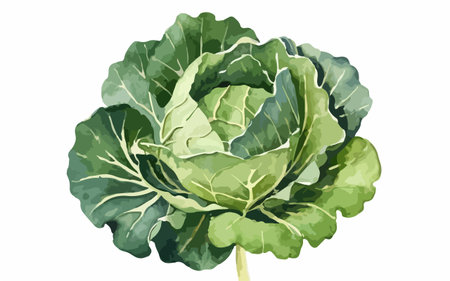 Cabbage isolated on a white background. Vector illustration of a cabbage.のイラスト素材