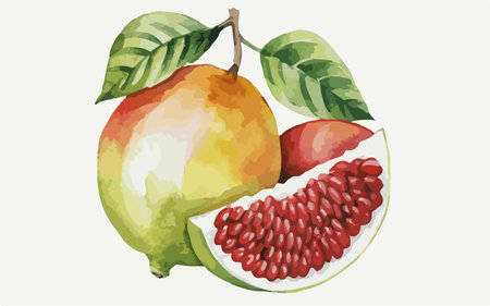 Illustration of pomegranate and guava on white backgroundのイラスト素材