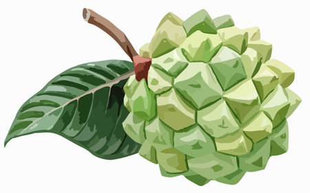 Custard apple on a white background. Vector illustration in a flat style.のイラスト素材
