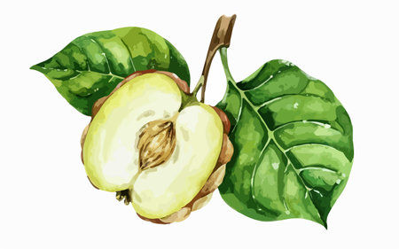 Illustration of a quince with green leaves on a white backgroundのイラスト素材