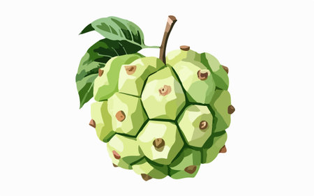 Custard apple isolated on white background. Vector illustration in cartoon style.のイラスト素材
