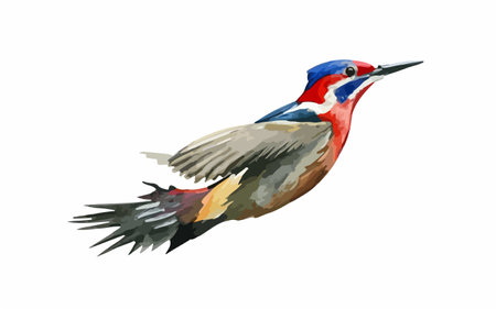 Flying woodpecker isolated on white background. Watercolor hand drawn illustrationのイラスト素材