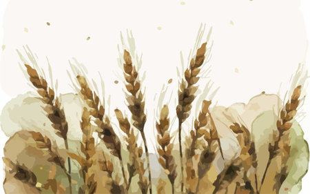 Illustration of wheat ears in watercolor style on white background.のイラスト素材