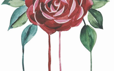 Red rose on a white background. Watercolor illustration for your designのイラスト素材