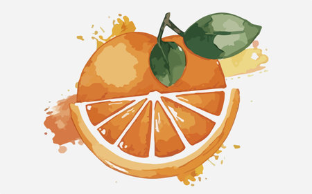Orange fruit with watercolor splashes on white background. Vector illustration.のイラスト素材