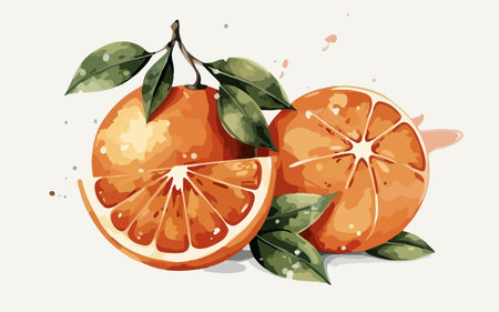 Illustration of orange fruit on a white background. Vector illustration.のイラスト素材