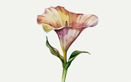 Illustration of a calla lily flower, watercolor paintingのイラスト素材