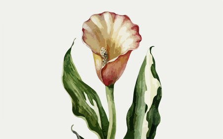 Illustration of calla lily flower in watercolor style.のイラスト素材