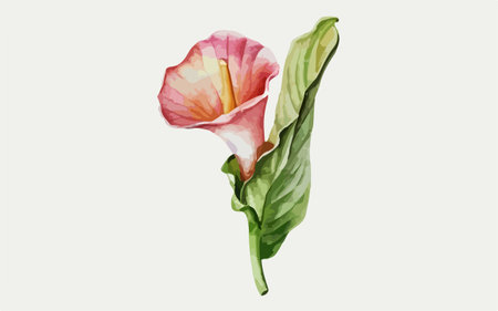Illustration of a pink calla lily on a white backgroundのイラスト素材