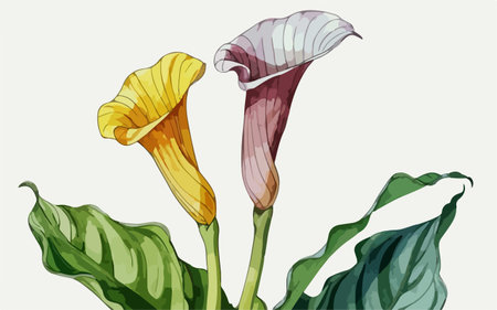 Illustration of Calla lily flower on a white background.のイラスト素材