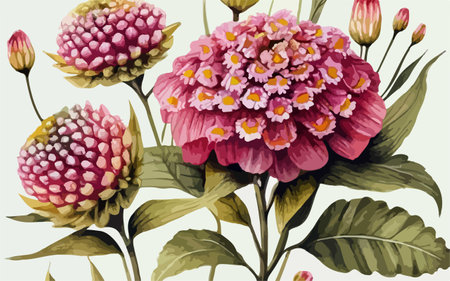 Watercolor illustration of a bouquet of pink dahlias.のイラスト素材