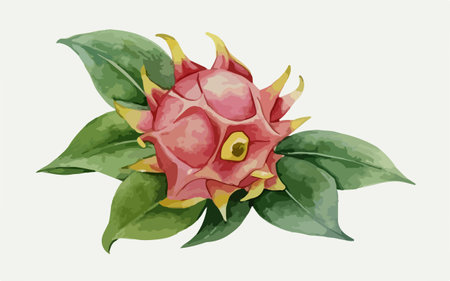 Illustration of dragon fruit with green leaves on a white background.のイラスト素材